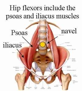 hip flexor